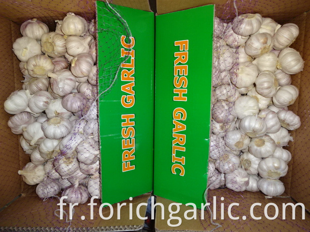 Good Quality Normal White Garlic